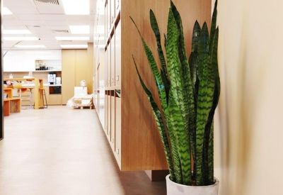 Potted snake plant in a bright office corridor with light wood cabinetry.